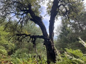 BYD обявява набиране на изследователски екип за хуманоидни роботи · TechNode