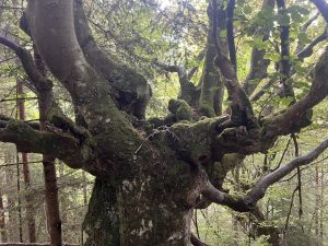 Douyin за спиране на рекламодатели от трети страни да публикуват в канали на влиятелни хора · TechNode