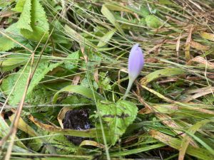 Estate agency software provider Alto releases AI toolset