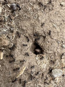 Преследвайте цветето на Guiyang с Xiaoshuang