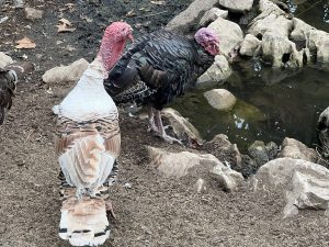 Mortgage Market Under Pressure as Central Banks Hold on Super Thursday