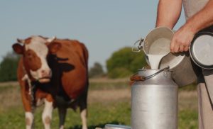 Производството на мляко достигна 161,8 милиона тона през 2024 г