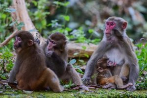 Учени разкриват молекулярни промени при застаряващи маймуни