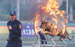 Полицейското куче от Кунминг вече е национално универсално куче