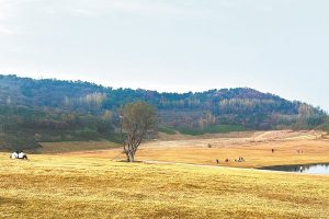 Китай озелени близо 8,5 млн. хектара земя през 2025 г.