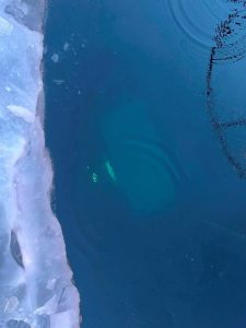 Автобус с китайски туристи катастрофира в леда на езерото Байкал в Русия, убивайки 8 души